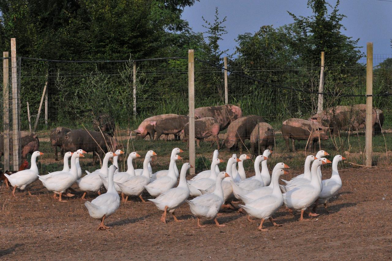 Agriturismo Le Oche Selvatiche Lauzacco Eksteriør billede