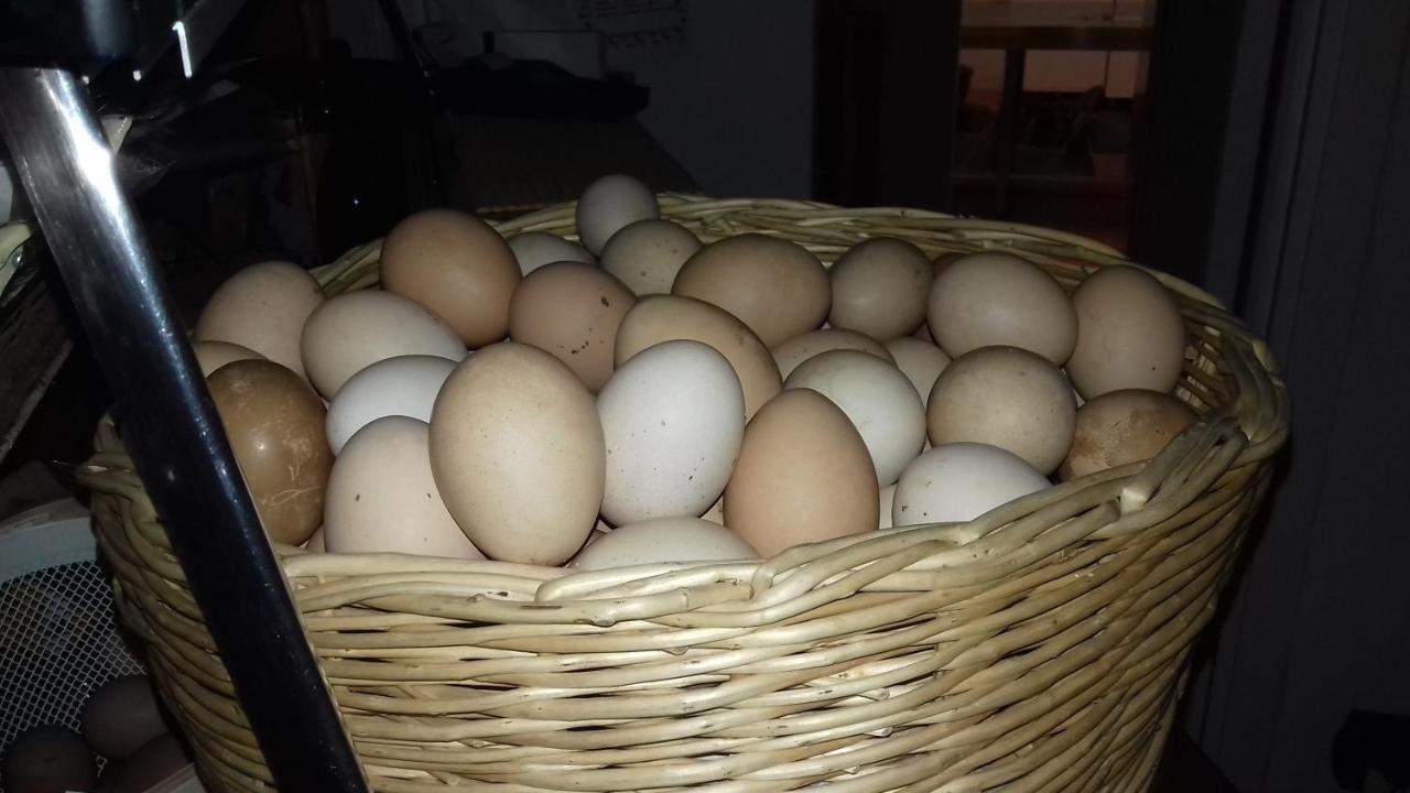 Agriturismo Le Oche Selvatiche Lauzacco Eksteriør billede